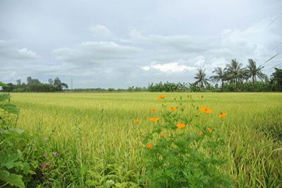 Có được chuyển nhượng, tặng cho đất nông nghiệp không?